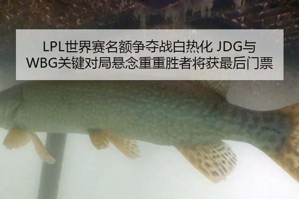 LPL世界赛名额争夺战白热化 JDG与WBG关键对局悬念重重胜者将获最后门票